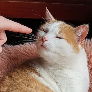 Meet your Posher, Ella